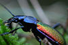 Carabus hispanus